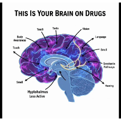 The Neuroscience of Psilocybin: How “Magic” Mushrooms Rewire the Brain